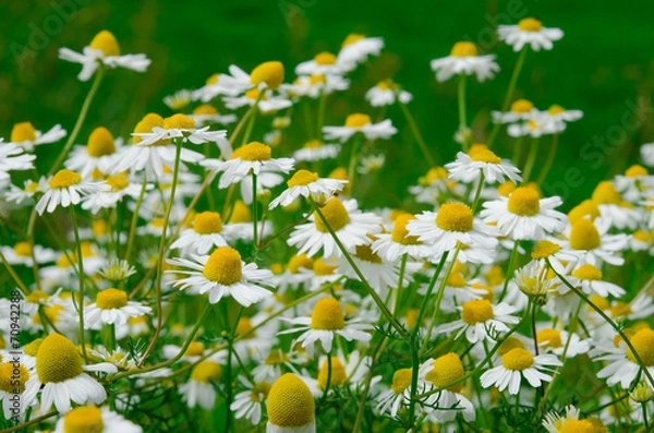 Obraz Echte Kamille (Matricaria chamomilla)