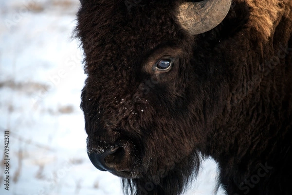 Fototapeta American Bison (Bison bison) in North America Teton National Park. Dark, thick brown fur keeps cold and icy wind at bay. Robust horns adorn the large head above a deep black eye