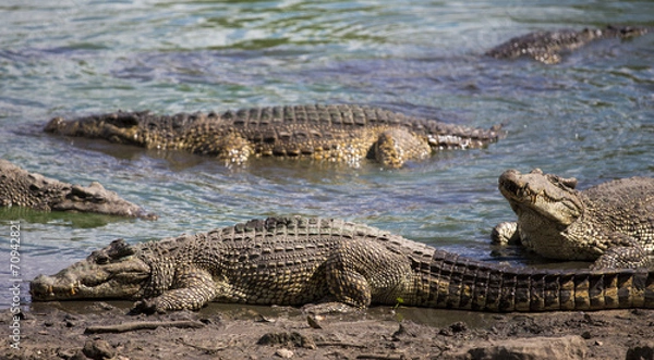 Fototapeta Crocodiles at the crocodile's farm in Guama, Cuba