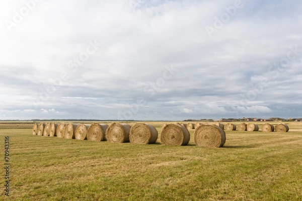 Obraz Agriculture background.