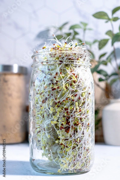 Fototapeta Broccoli sprouts in the Manson jar for heealthy eating.