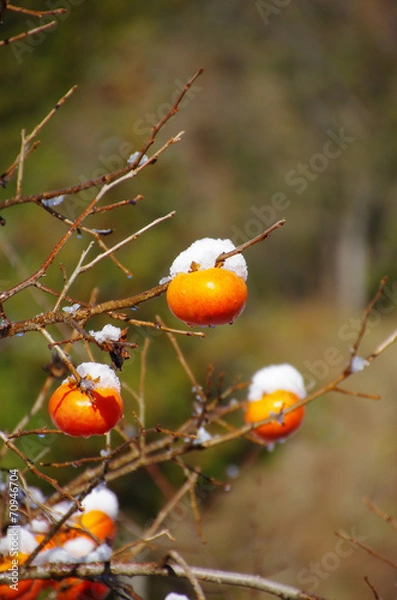 Fototapeta 柿の木