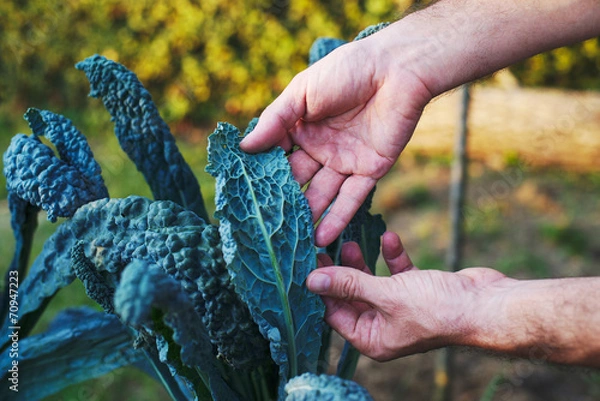 Obraz Pianta di Cavolo Nero, sviluppo curare, agricoltura