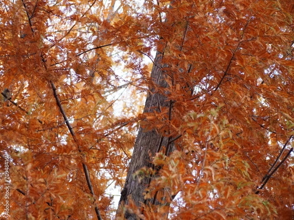 Obraz メセタコイア
