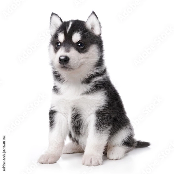 Obraz Ładny mały szczeniak husky na białym tle