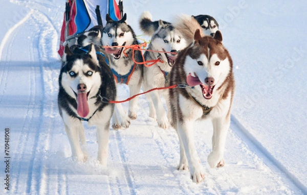 Fototapeta Husky dog team is running at sled dog race on snow