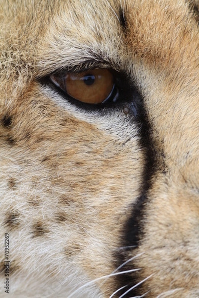 Obraz African Cheetah