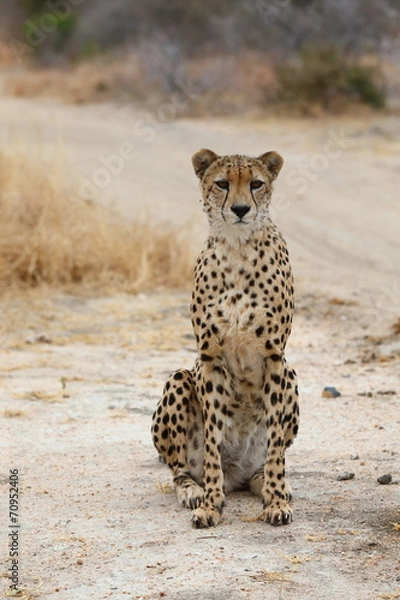 Obraz African Cheetah