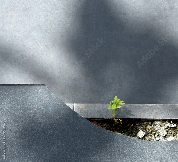 Obraz Small green plants emerged from the crevices of the stone slabs.