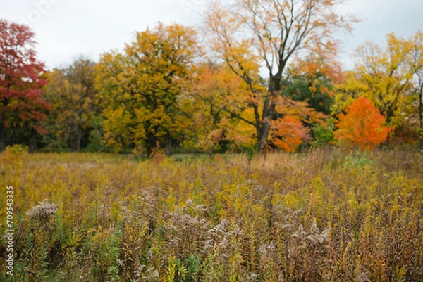 Fototapeta Autumn prairie field with fall foliage on trees in background