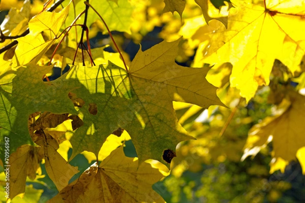 Fototapeta maple leaves