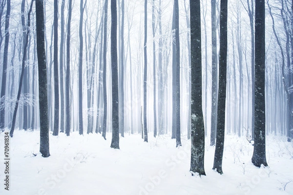 Obraz Zimowa śnieżna scena leśna