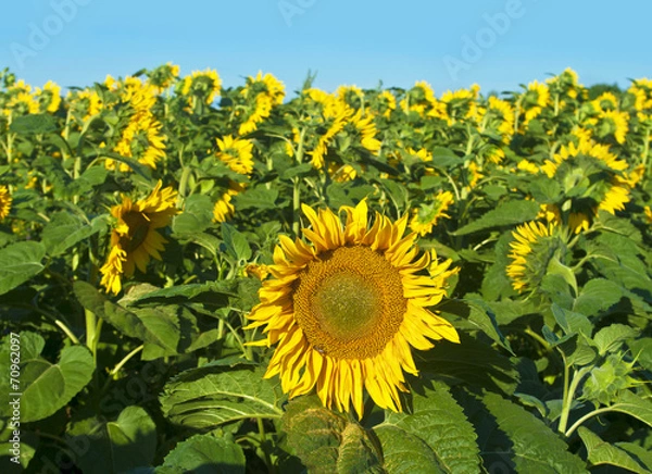 Fototapeta sunflower field