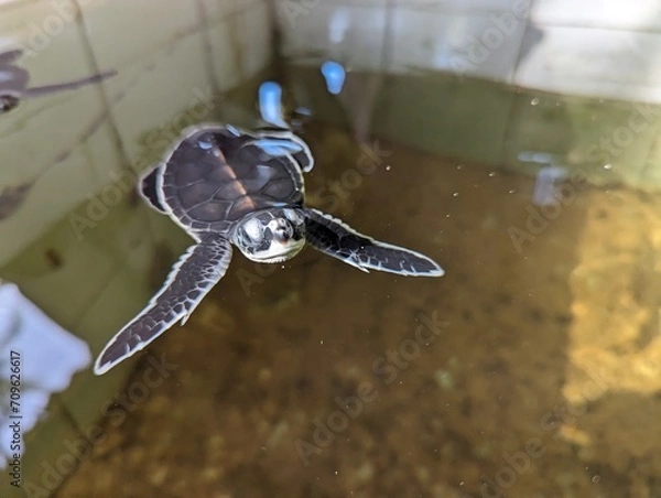 Obraz  hatchling in the park