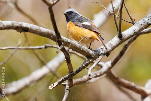 Fototapeta さえずる可愛いジョウビタキ（ヒタキ科）。

日本国神奈川県相模原市、早戸川林道にて。
2024年1月3日撮影。

A Lovely Daurian Redstart (Phoenicurus auroreus, family comprising flycatcher) chirping.

At Hayatogawa forest road, Sagamihara, Kanagawa, Japa