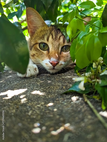 Obraz cat on the grass