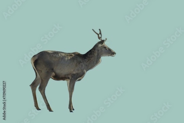 Fototapeta European red deer. Wild animals and nature. Unique image for decoration
