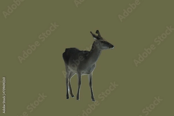 Fototapeta European red deer. Wild animals and nature. Unique image for decoration