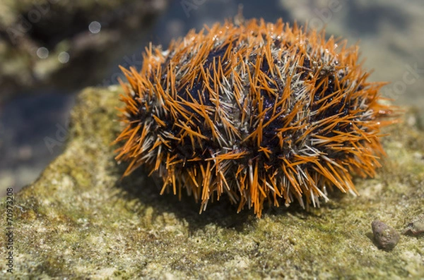 Fototapeta シラヒゲウニ