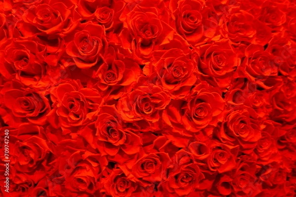 Fototapeta 一面の赤い薔薇　バラ　