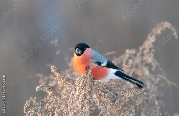 Obraz A common bullfinch feeding on weeds in winter