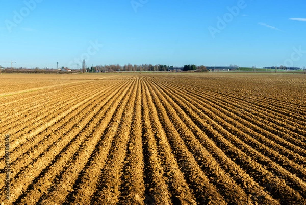 Obraz farmland field with regular furrows in plowed land