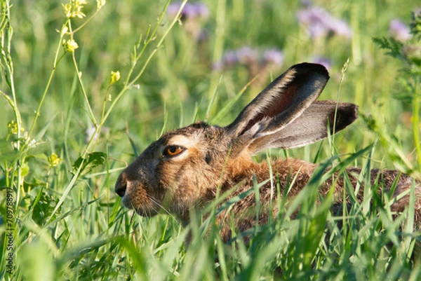 Obraz A wild hare sitting in the grass on the summer meadow