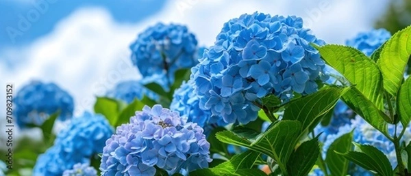 Fototapeta Blue hydrangea under blue and cloudy sky