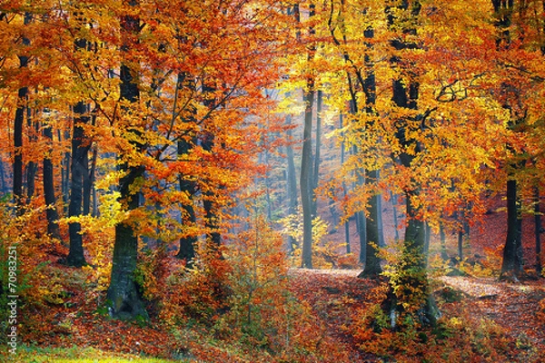 Obraz Light in autumn forest