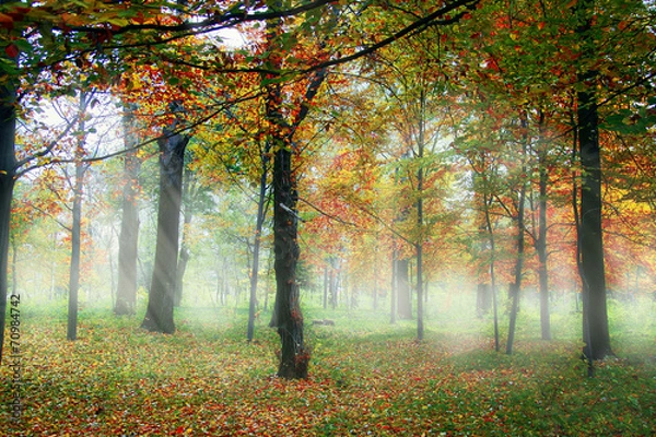 Obraz sun rays pass through leaves