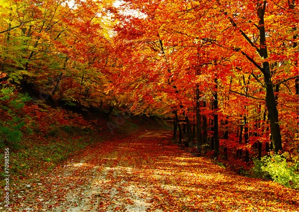 Obraz Trees with red leaves