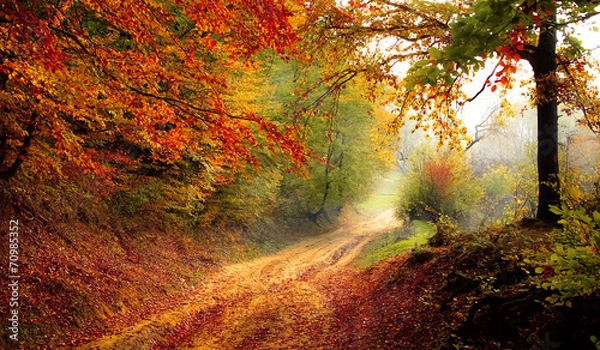 Obraz Road that proceedeth out of the woods