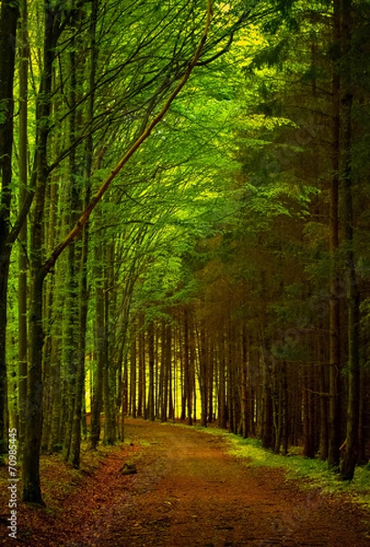 Fototapeta trees with green leaves and lighted