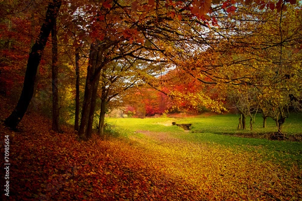 Obraz Autumn leaves on the ground