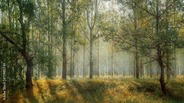 Obraz Rays of sun among the trees