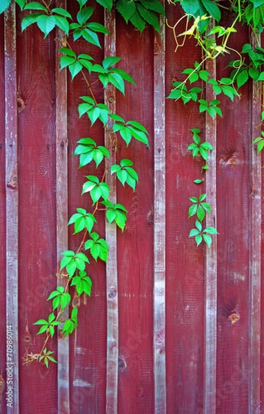 Fototapeta Parthenocissus branch on burgundy wooden fence (vertical image)