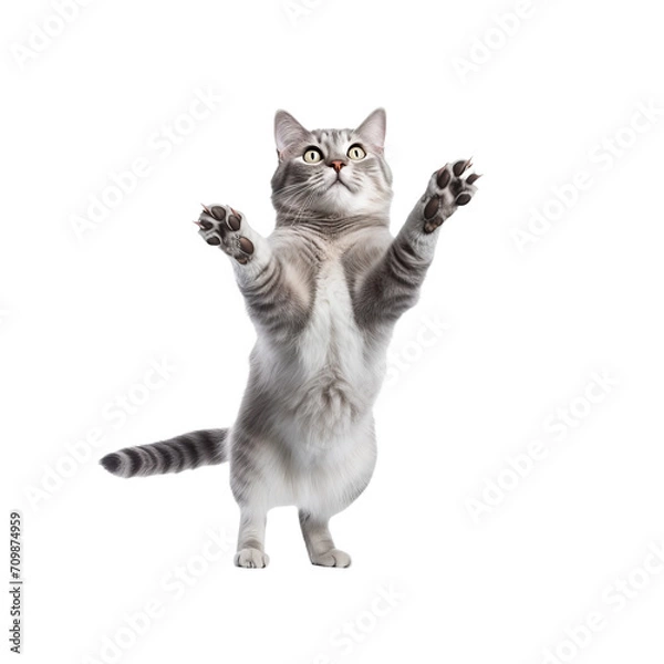 Fototapeta playful jumping falling skydiving cat