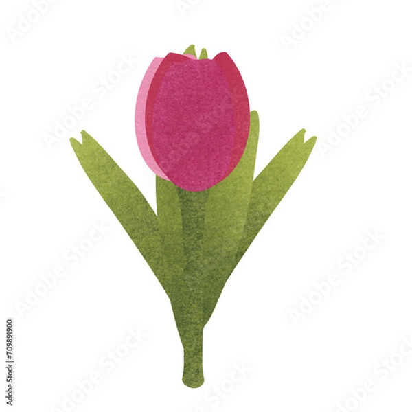 Fototapeta tulip 