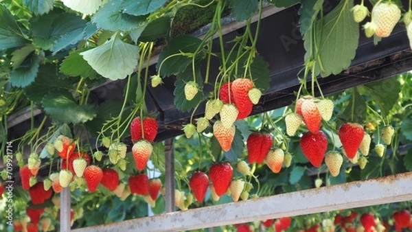 Fototapeta イチゴ狩りのイチゴ