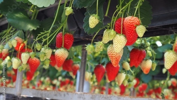 Fototapeta イチゴ狩りのイチゴ