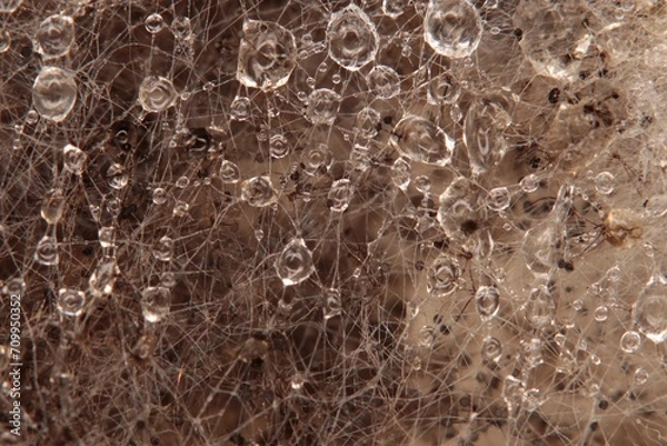 Obraz Mold with visible water droplets