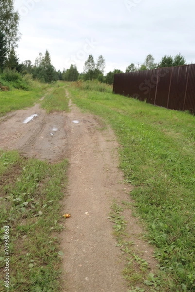 Obraz road sunny day countryside in summer