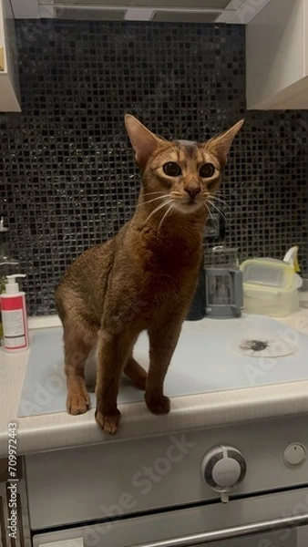 Fototapeta cat on the table