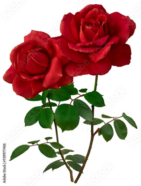 Fototapeta Two dark red roses with green leaves isolated on transparent  background