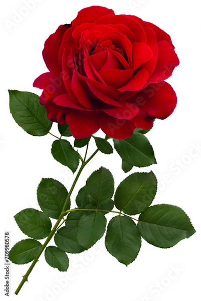 Fototapeta Dark red rose with green leaves isolated on transparent background