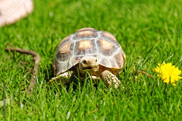 Obraz African Spurred Tortoise