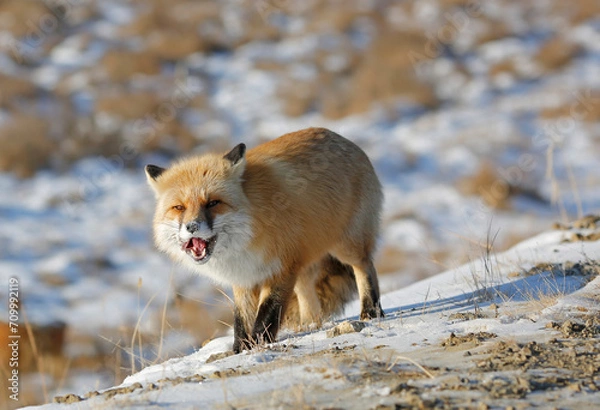 Fototapeta red fox eats in winter