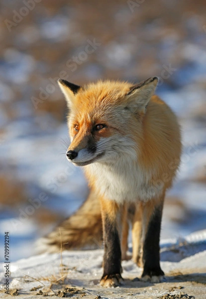 Fototapeta beautiful fox stands in winter
