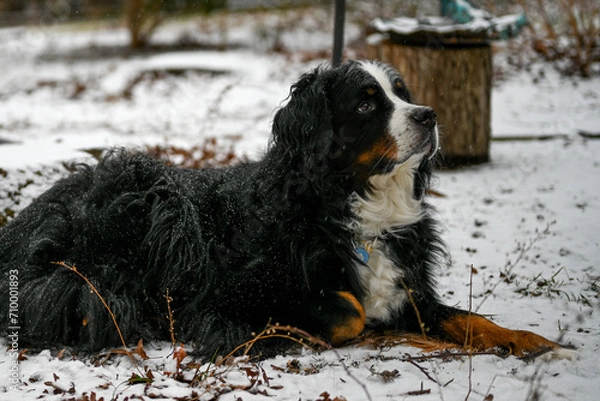 Fototapeta Bernese Mountain dog