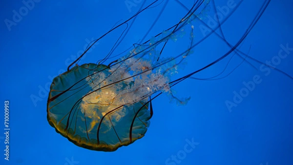 Obraz Jellyfish in aquarium